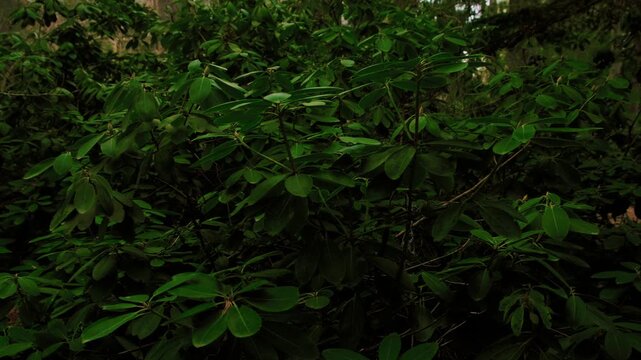 Forest natural environment: close-up dense azalea shrub foliage, fresh rhododendron leaves in spring-summer season. Deep shadows and rich green tones, calm moody atmosphere. Lush botanical background