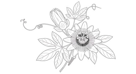 Obraz premium A delicate line art illustration of a passionflower with leaves and tendrils on a white background