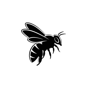Black and white bee insect.