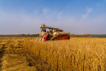Obraz premium Harvester machine is harvesting rice