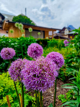 Mittenwald, Germany- June 4, 2025 : Flower with view of the old town of Mittenwald.
