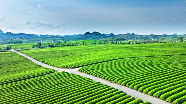 Aerial view of a vast tea plantation with neat green rows under a clear blue sky in summer