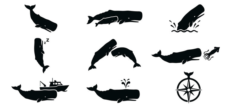 Detailed sperm whale vector silhouette set. Marine wildlife icons featuring whale sleeping vertically, hunting giant squid, swimming near boat, and compass rose isolated on white.
