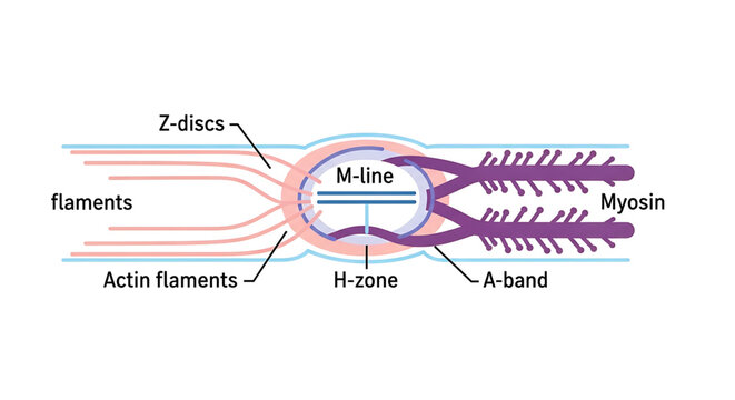 A detailed vector graphic illustration of a muscle fiber structure, showing various components labeled