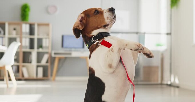 Dog beagle pet training trick indoor standing. Beagle with red leash and collar poses upright in a bright modern interior. Great for pet care and behavior. Strong symbol of obedience training.