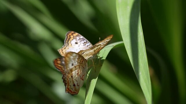 white peacock butterflies transfer pheromones