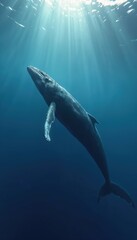 Fototapeta premium Majestic humpback whale swims in deep blue ocean water. Sun rays pierce the sea surface, illuminating aquatic mammal in its natural habitat. Wildlife exploration undersea.
