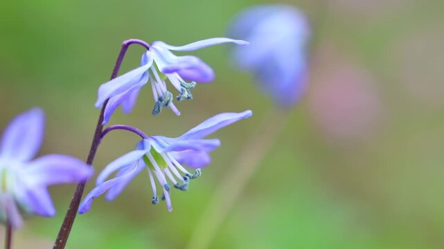 Siberian squill flowers swaying in a spring forest