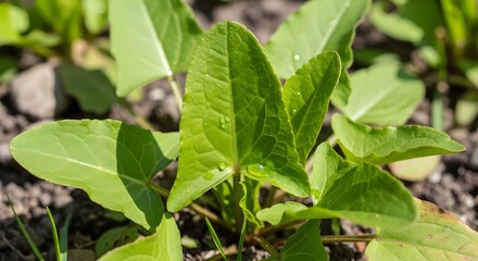 Obraz premium Closeup of a young green plant with broad leaves emerging from the soil.