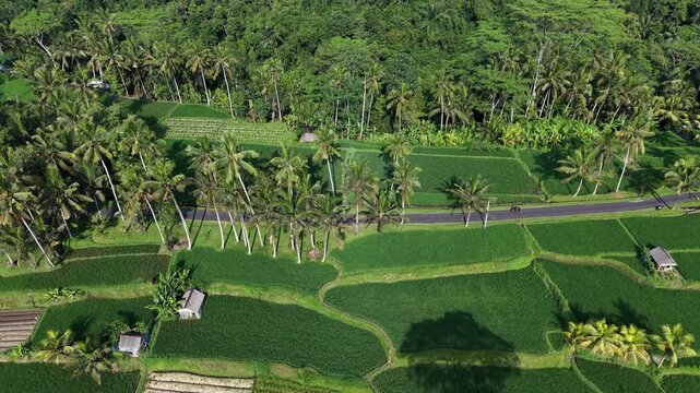 Aerial Wide View of Lush Rice Terraces and Palm Trees with Rural Road in Bali