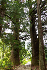 Obraz premium 世界遺産 熊野古道 大門坂