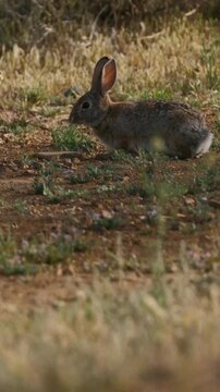 Desert cottontail rabbit eating desert shrubs
