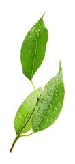 Obraz premium Branch with wet fresh green citrus leaves isolated on white