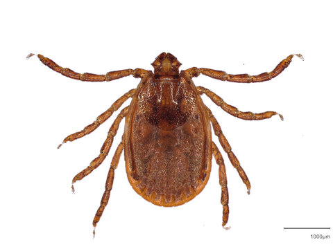 Female Haemaphysalis longicornis