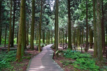 Fototapeta premium fine boardwalk through cedar forest