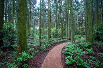 Obraz premium fine cedar forest and pathway in the spring sunlight