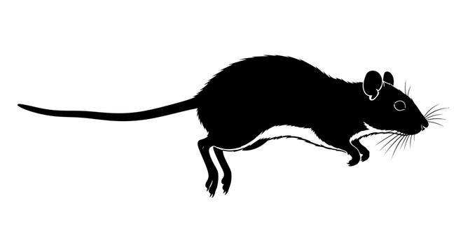 Black silhouette of a jumping rat on a white background