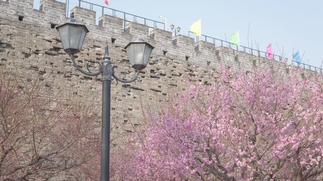Spring Plum Blossoms Blooming by the Ancient Ming City Wall Relics Park with Tourists, Beijing