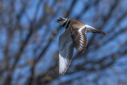 Closeup of a killdeer in flight.