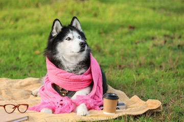 Cute husky dog with warm scarf and eyeglasses lying on blanket in autumn park © Pixel-Shot