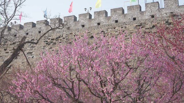 Spring Plum Blossoms Blooming by the Ancient Ming City Wall Relics Park with Tourists, Beijing