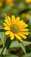 Fototapeta premium Radiant Yellow Sunflower in Full Bloom on a Sunny Day.
