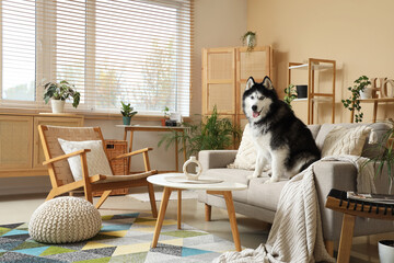 Interior of living room with wicker armchair, houseplants, coffee table and cute husky dog sitting on sofa © Pixel-Shot