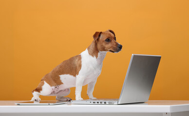 Smart Jack Russell Terrier dog in front of an open laptop on a yellow-orange background isolated