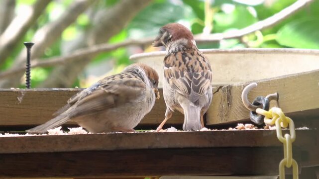 親鳥からエサをもらうスズメの若鳥のクローズアップ  雀の子育て  4K