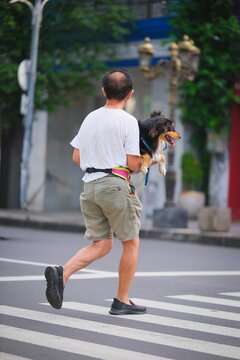Back view of an Indonesian man carrying a small dog while crossing a city street on a zebra crosswalk in Surabaya city.