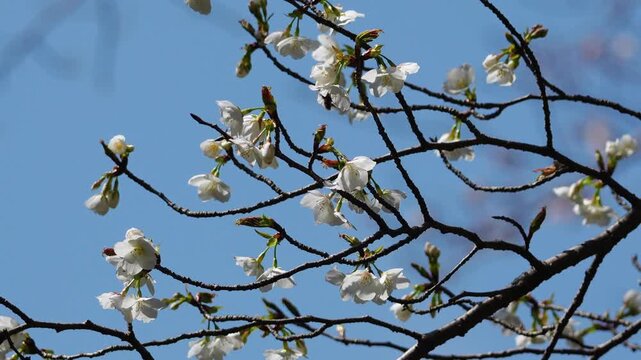 咲き始めた桜の花が春風に揺れるスローモーション13