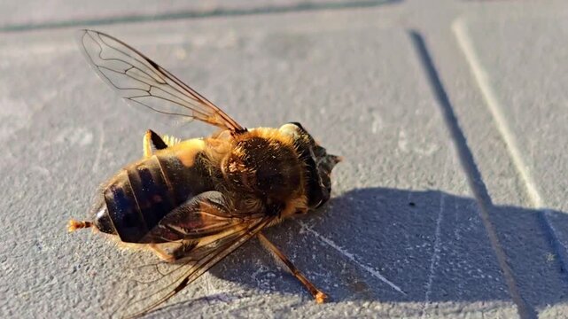 Macro top view of honey bee on textured ground with sunlight and shadow.