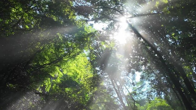 夏でも涼しい菊池渓谷