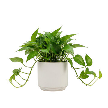 Lush green pothos plant in white pot isolated on transparent background