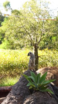Alert Meerkat Standing Sentry on a Rock in Sunlight
