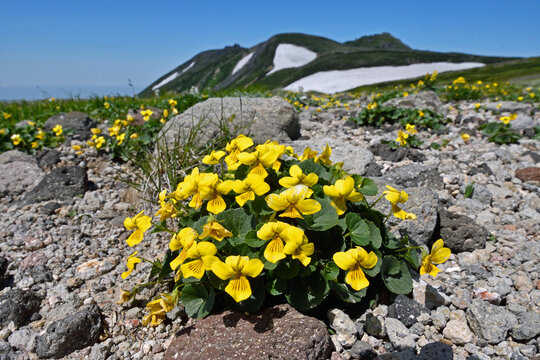 タカネスミレの群落と白雲岳（北海道・大雪山）
