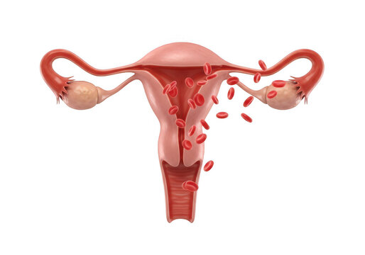 Illustration of the female reproductive system during menstruation isolated on transparent background