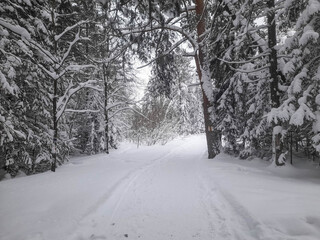 Obraz premium Trees in the winter forest