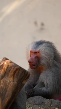 Close-up portrait of an adult male hamadryas baboon with a thoughtful expression with silver fur