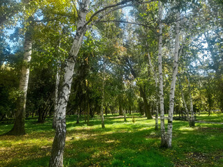 Obraz premium Peaceful forest landscape with sunlight shining through dense leaves