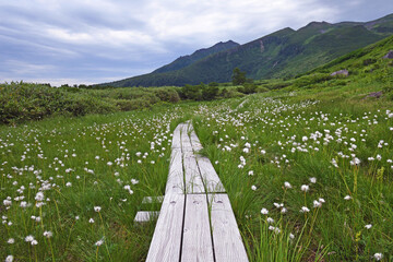 木道とワタスゲ（北海道・大雪山）  © 愛 高行