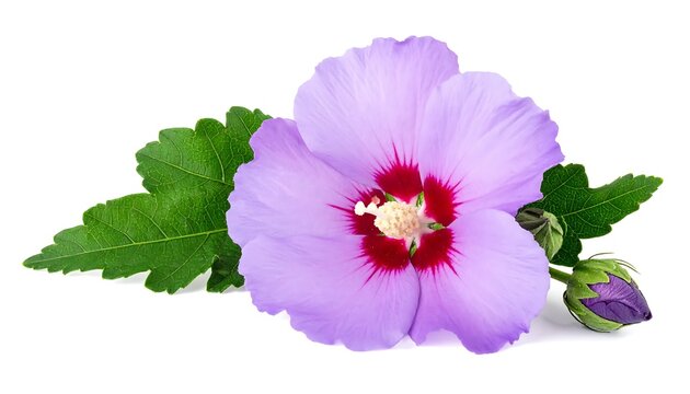 Hibiscus syriacus flower with leaves and bud on white background.