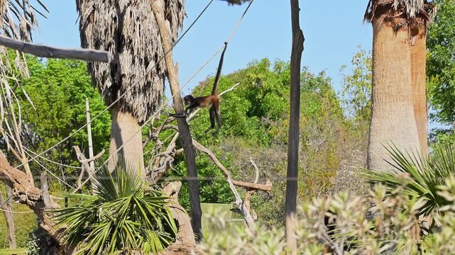 Geoffroy's spider monkey climbing on a tree trunk and ropes in the zoo