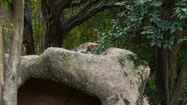 Mexican wolf howling alone while on top of a rock