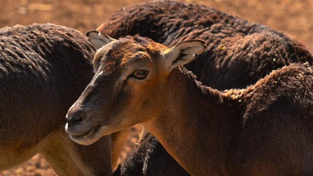 Profile of a female mouflon with golden hour lighting