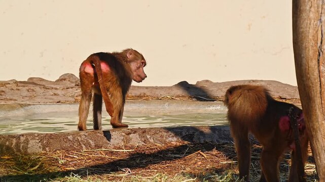 Young baboons playing and splashing in a pond