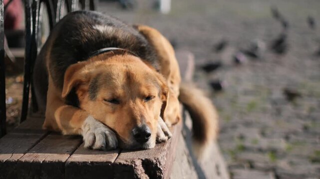 A peaceful cinematic clip captures a stray dog in a serene outdoor setting, resting on a rustic wooden bench during a quiet afternoon
