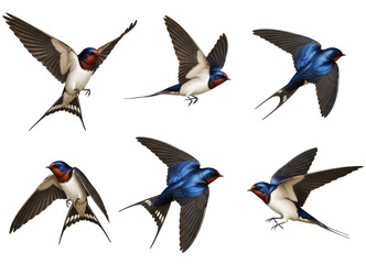 Obraz premium Collection of swallows are flying in different poses against a png transparent. The birds have blue, red, and white feathers.