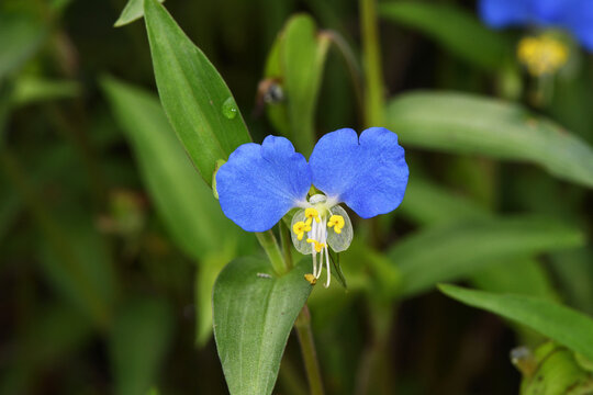 ツユクサの花（北海道・鶴居村）
