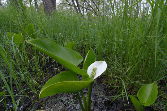ヒメカイウ（北海道・釧路湿原）
